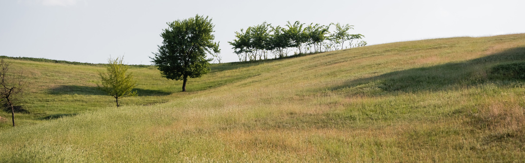 сельский пейзаж с холмистым лугом и зелеными деревьями, баннер - Фото, изображение