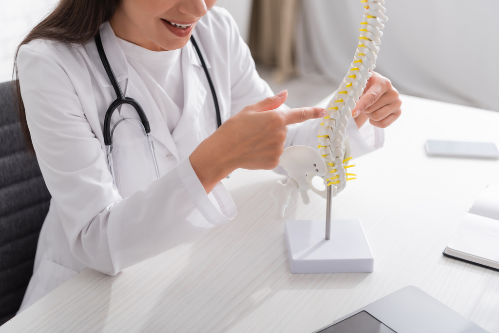 Cropped view of smiling doctor pointing at spinal model near laptop in clinic  - 写真・画像