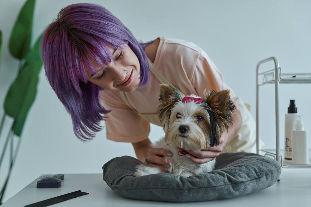 Beautiful young woman taking care of little dog at the grooming salon - 写真・画像