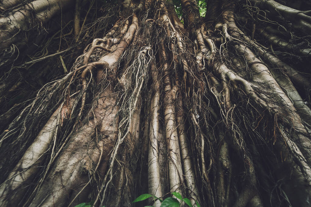 Wurzeln des Banyan-Baums in Thailands Wäldern. - Foto, Bild