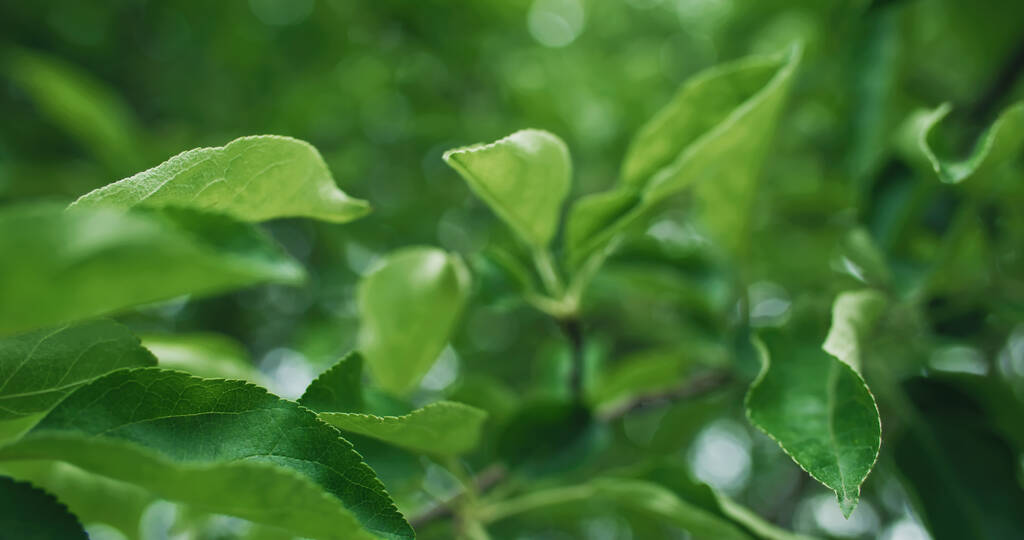 Πράσινα φύλλα. Πάρκο της φύσης. Περιβαλλοντική αρμονία. Μακρό φύλλωμα από νωπές μηλιές σε φόντο ελαφριάς θαμπάδας με δασική υφή. - Φωτογραφία, εικόνα