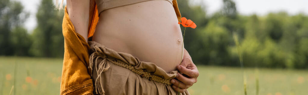 Vista recortada de la mujer embarazada sosteniendo amapola en el campo, pancarta  - Foto, imagen