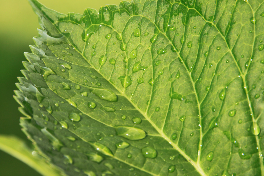 σταγόνες νερού σε πράσινο φύλλο - Φωτογραφία, εικόνα