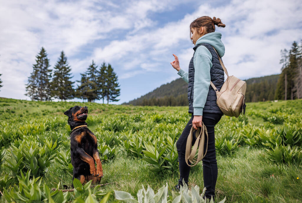 陽気な気配り厳しい十代の女の子でスーツスタンドと与えるコマンドに彼女の大きな従順な訓練を受けた友人犬のRottwiler品種、緑の草原で山の植生 - 写真・画像