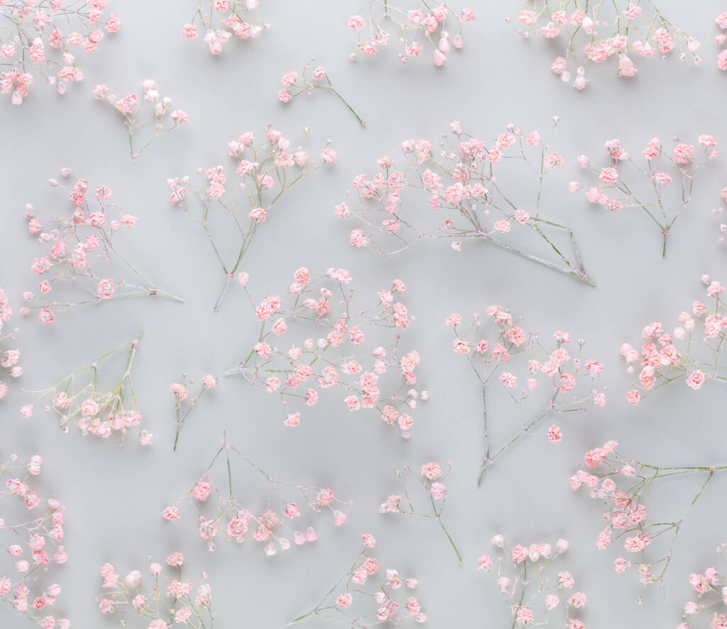 Gypsophila flowers on pastel background. Flat lay, top view, copy space. - Photo, image