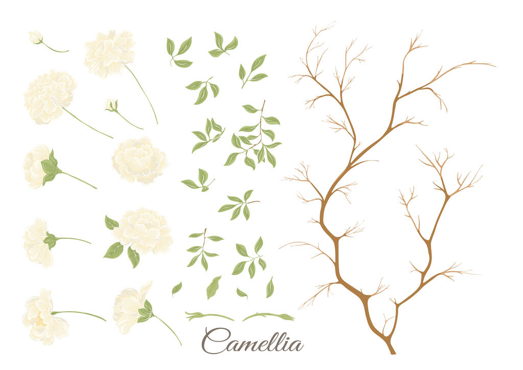 Camellia blossom tree Clip art, set of elements for design Vector illustration. In botanical style Isolated on white background. - Вектор,изображение