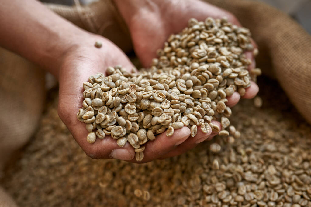 Κοντινό πλάνο του καλλιεργούμενου αρσενικού εργαζόμενου ή αγρότη που κρατάει πράσινα φασόλια καφέ στα χέρια του πάνω από υφασμάτινο σάκο. Παραγωγή και παραγωγή καφέ. Υψηλής ποιότητας φρέσκοι φυσικοί κόκκοι βιολογικού καφέ - Φωτογραφία, εικόνα