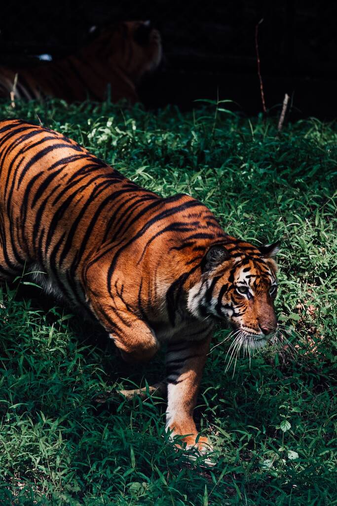 Een verticaal shot van een tijger lopend in een dierentuin bij daglicht - Foto, afbeelding