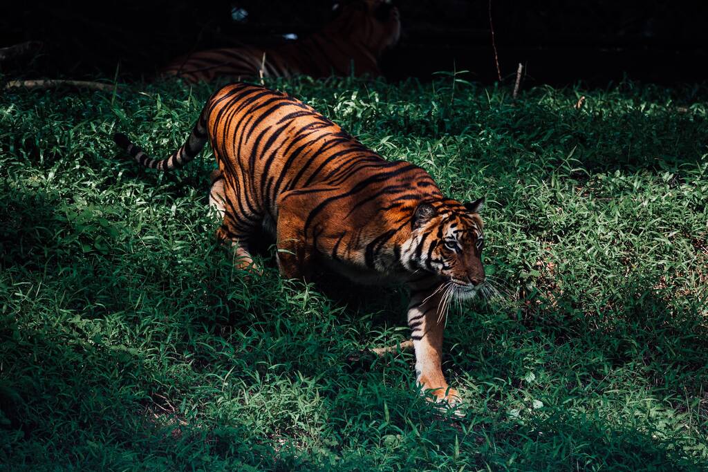 Вид на красивого тигра, який шукає здобич у своєму середовищі проживання - Фото, зображення