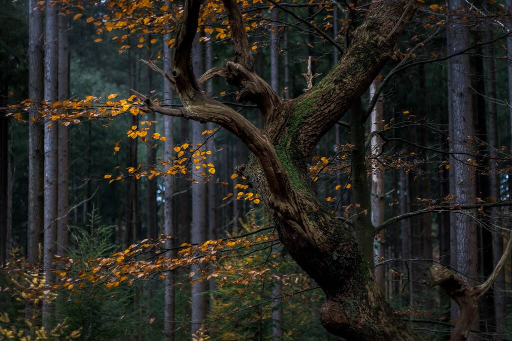 Veduta panoramica di un albero con foglie gialle in una foresta mistica in autunno - Foto, immagini