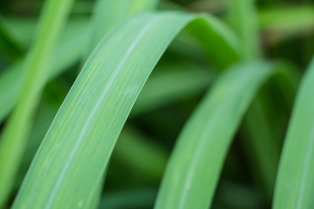 Lemongrass leaf background close-up view - 写真・画像