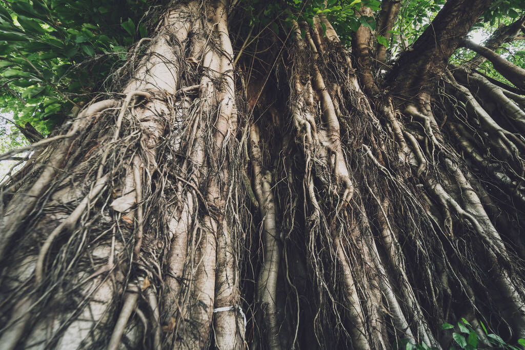 Корни банянского дерева в лесах Тайланда. - Фото, изображение