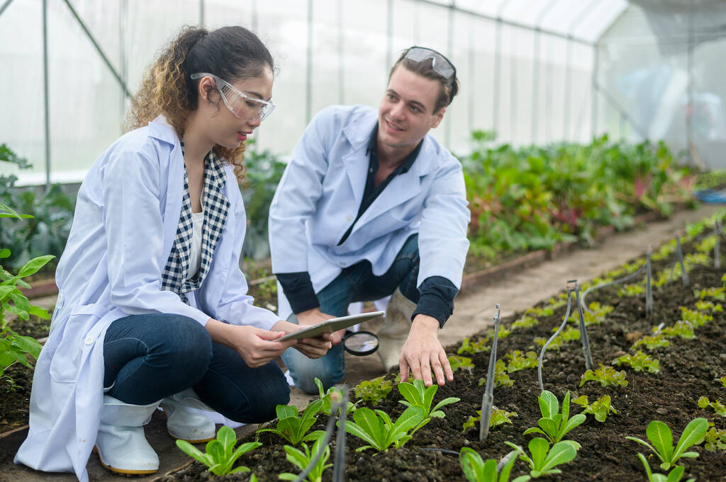 Wetenschappers analyseren biologische groenteplanten in de kas, concept van landbouwtechnologie  - Foto, afbeelding