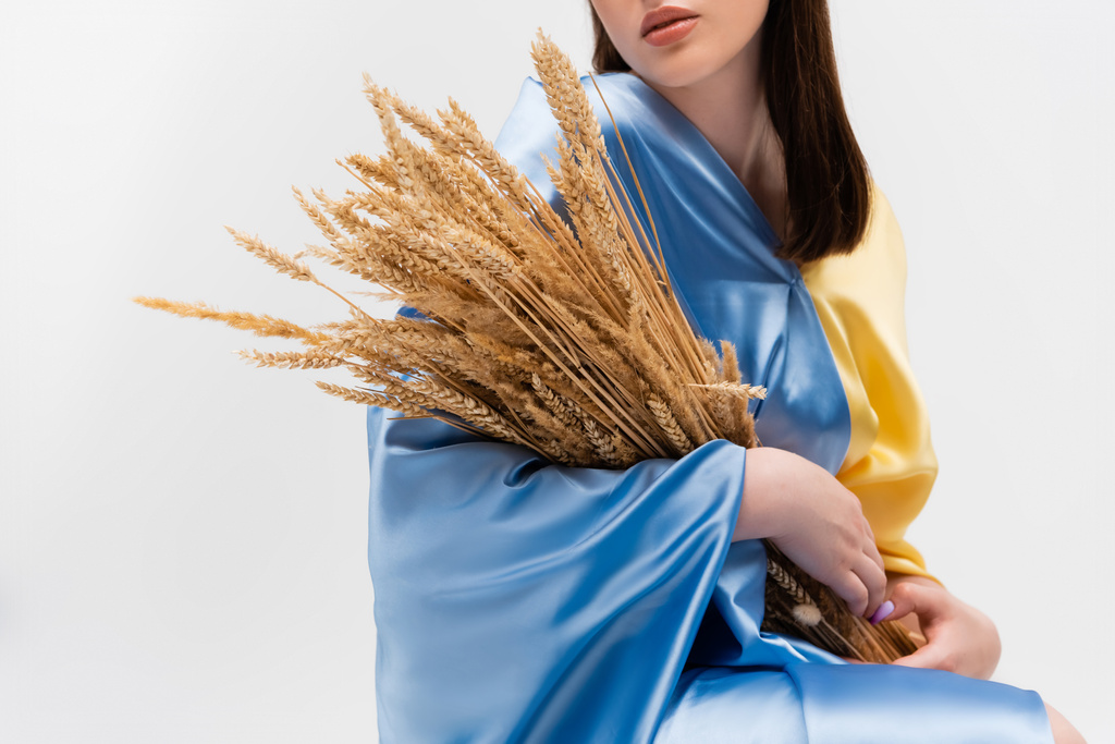 cropped view of ukrainian woman covered with blue and yellow flag holding wheat spikelets isolated on grey - Foto, immagini