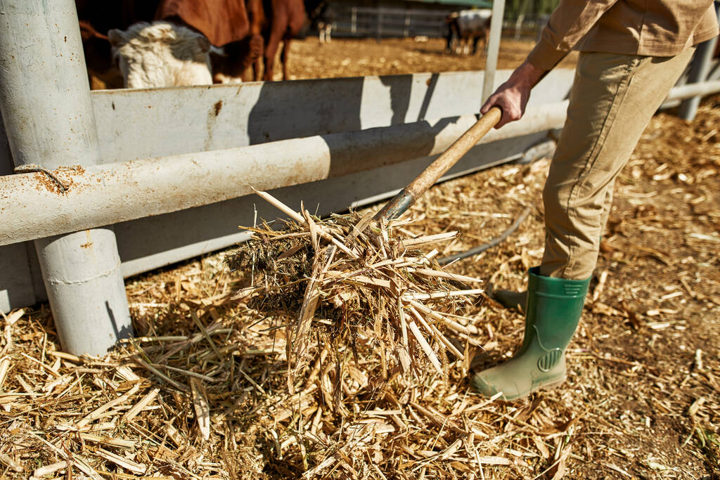 Vágott kilátás férfi mezőgazdasági termelő etetés elmosódott tej tehenek széna paddock gereblye a gazdaságban vagy farmon. Modern hipszter vidéki életmód. Mezőgazdaság és gazdálkodás. Napsütés - Fotó, kép