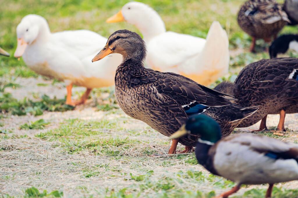 Zbliżenie kaczek na trawie - Zdjęcie, obraz