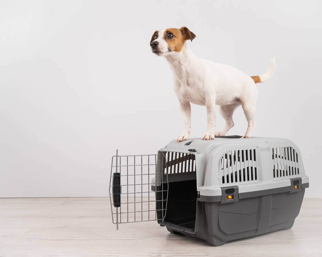 Jack Russell teriér pes stojí na cestovní skříňce - Fotografie, Obrázek