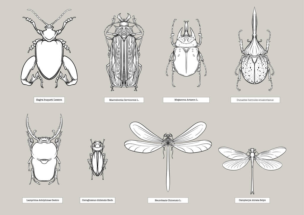 Ensemble d'insectes : coléoptères, papillons, papillons nocturnes, libellules. Etymologues prêts. Clip art, ensemble d'éléments pour le design Illustration vectorielle de contour - Vecteur, image