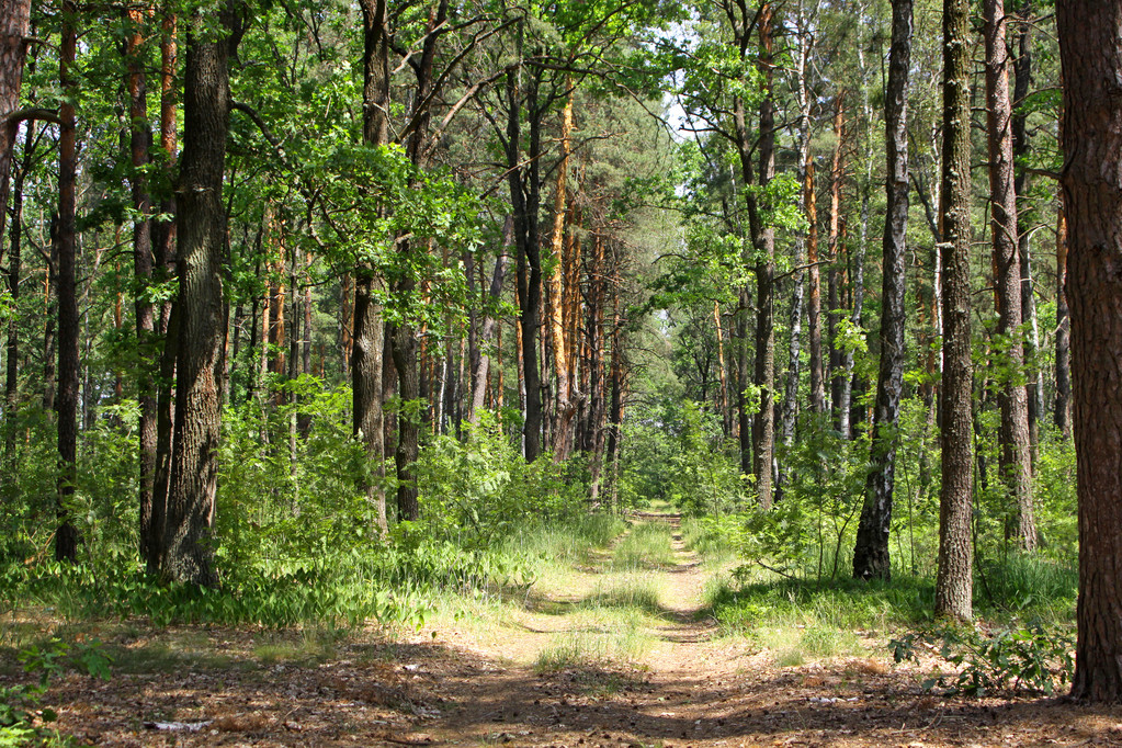 Літній змішаний ліс
 - Фото, зображення