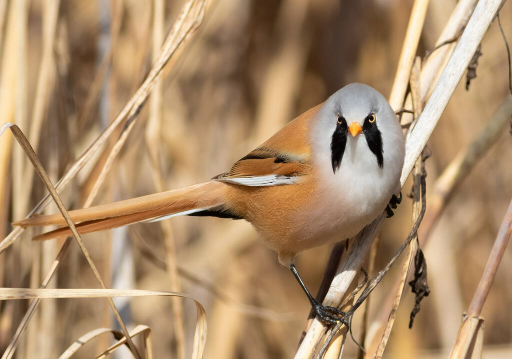 Bearded reedling, Panurus biarmicus. The male bird sits on a reed stalk on the bank of the river - Zdjęcie, obraz