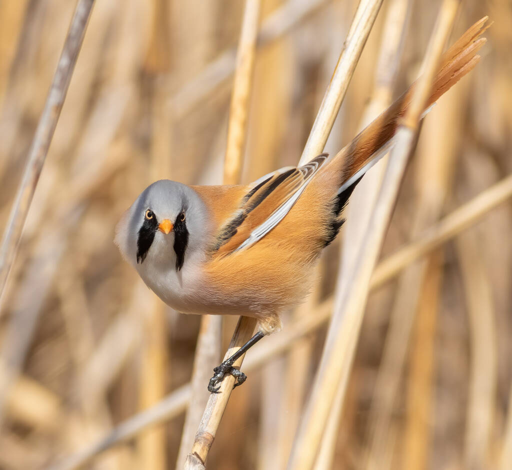 Bearded reedling, Panurus biarmicus. A moustached male sitting on a reed stalk - Foto, imagen