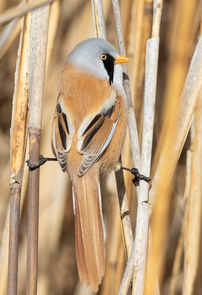 Bearded reedling, Panurus biarmicus. A moustached male sitting on a reed stalk - Foto, Imagen