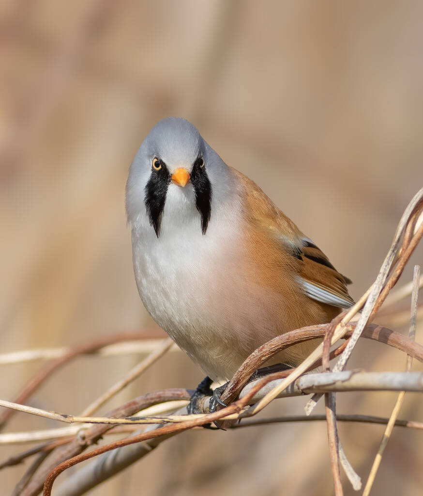 Bearded reedling, Panurus biarmicus. A male bird sits in a thicket of reeds on a river bank - Photo, Image