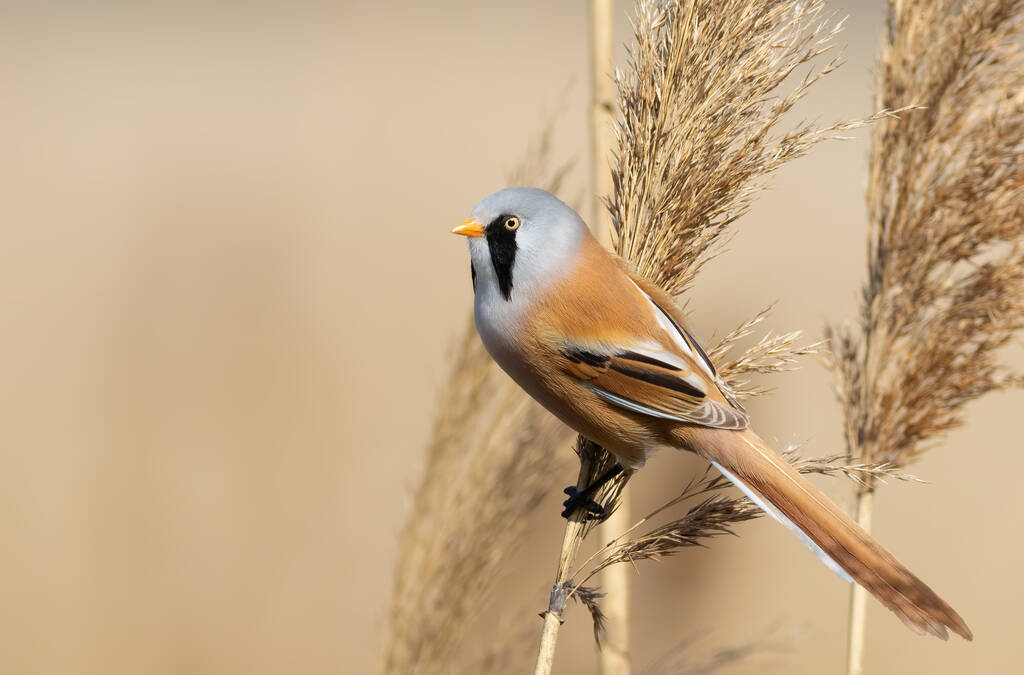Bearded reedling, Panurus biarmicus. A bird sits on top of a reed and looks out into the distance - Foto, immagini