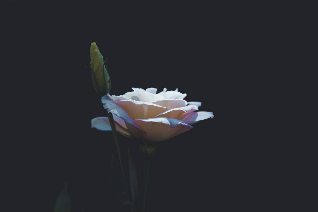 Un primer plano de una rosa de jardín blanco - Foto, Imagen