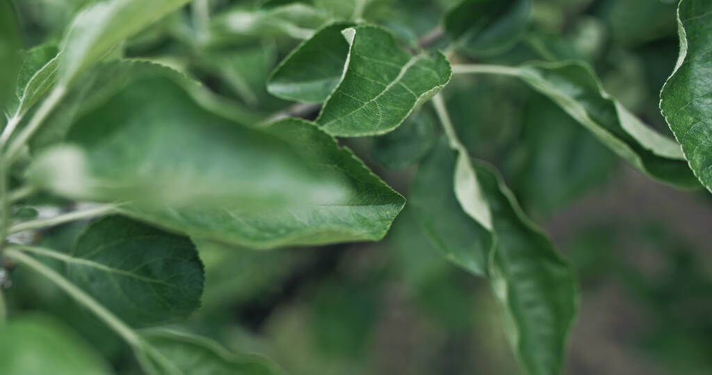Folhas de árvores verdes. Natureza de verão. Crescimento de plantas verdes. Closeup de textura de folhagem de maçã exuberante fresca no fundo do jardim botânico desfocado. - Foto, Imagem
