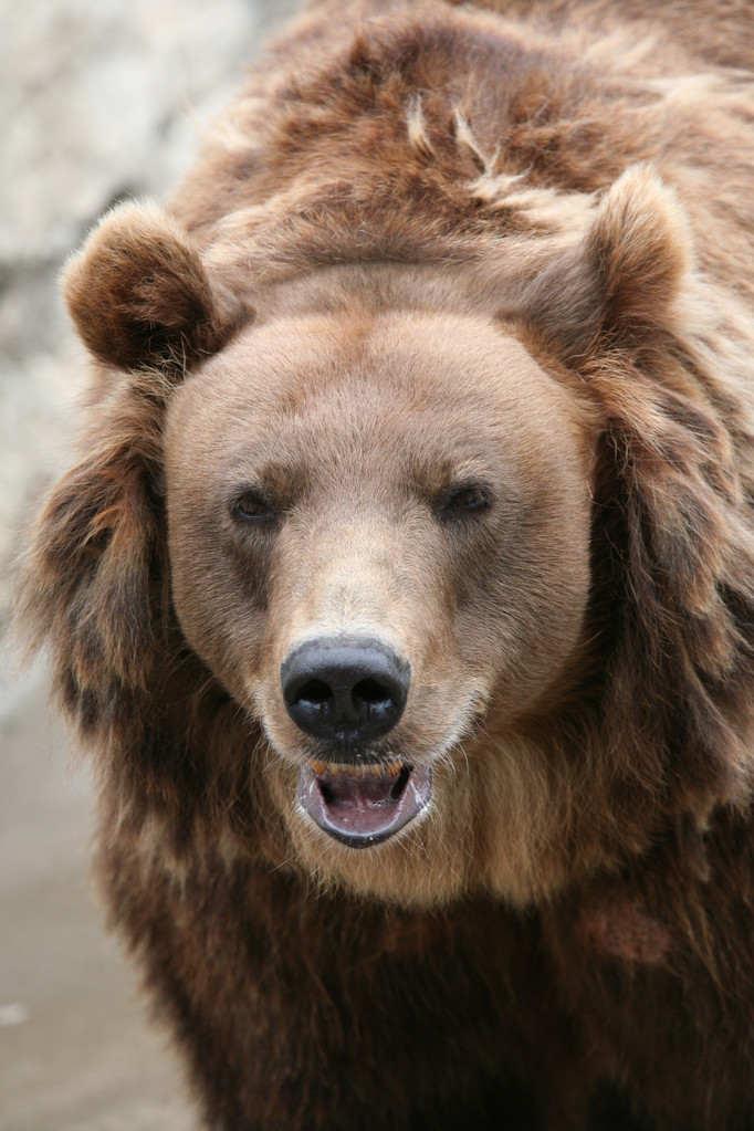 Female Kamchatka brown bear - Photo, Image