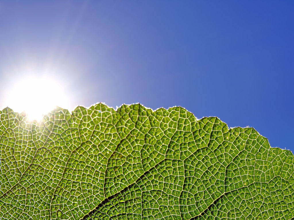 zelený list, zářící ve slunečním světle - Fotografie, Obrázek