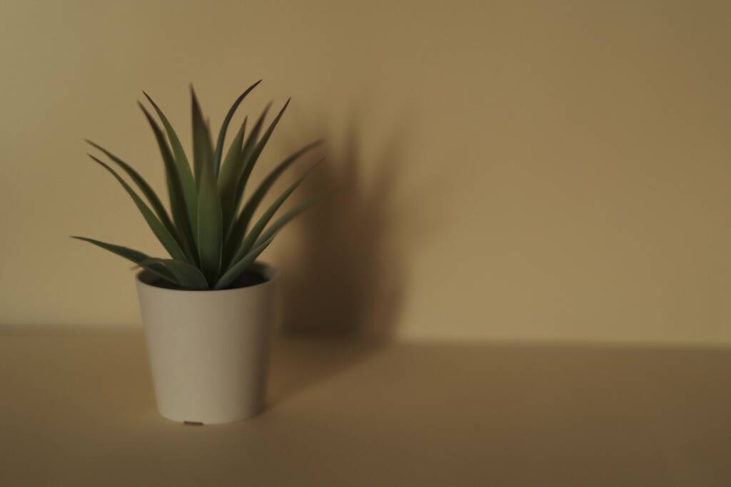 El primer plano de una planta de Aloe vera en la maceta blanca en el estante de color desnudo - Foto, imagen