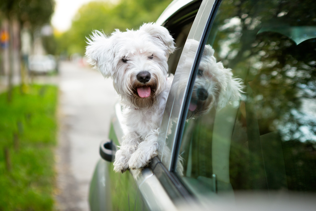 車の窓を探している若い犬 - 写真・画像