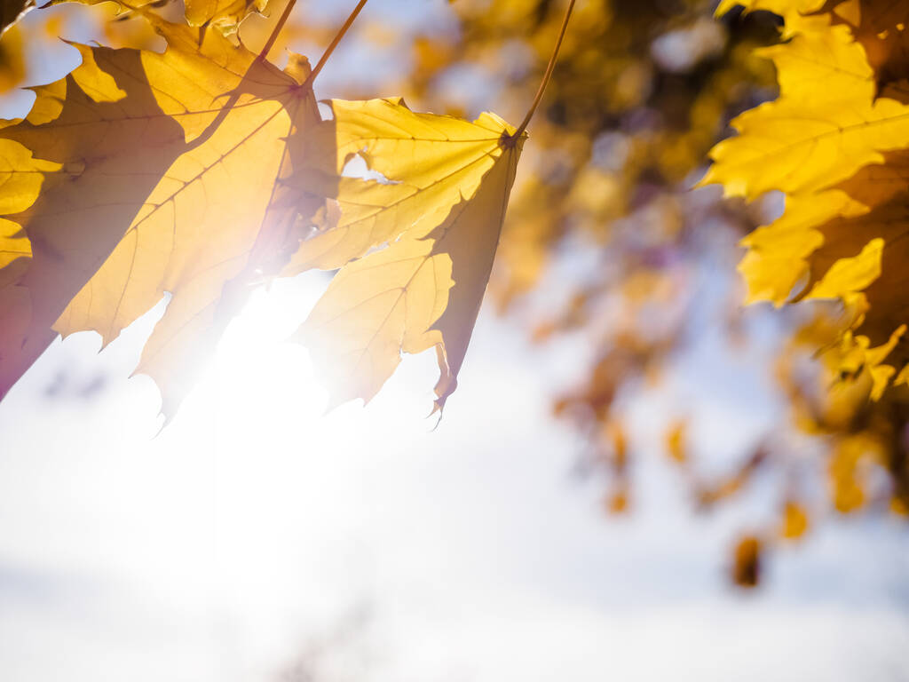 Żółty piękny jesienny klon liście ze słonecznym podświetleniem w jesiennym parku. Złota jesień i bokeh tło  - Zdjęcie, obraz
