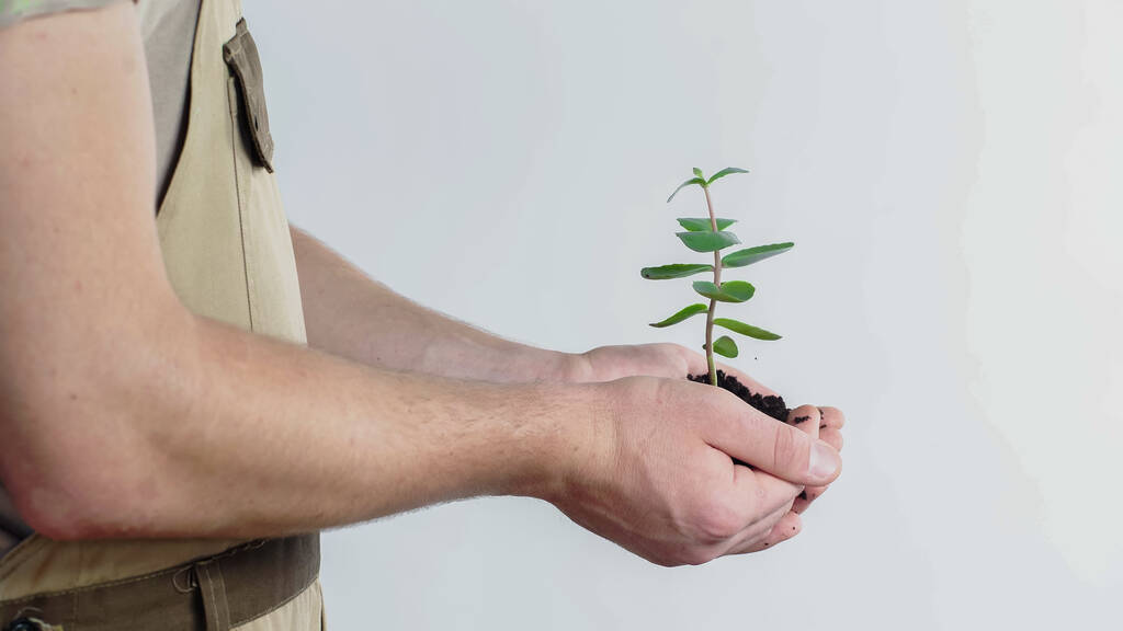Cropped view of gardener holding plant and soil on grey background - Photo, image