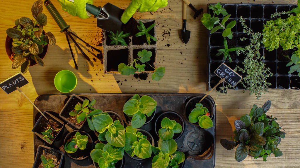Az asztalon lapátolt növények talaját öntő kertész felülnézete  - Fotó, kép