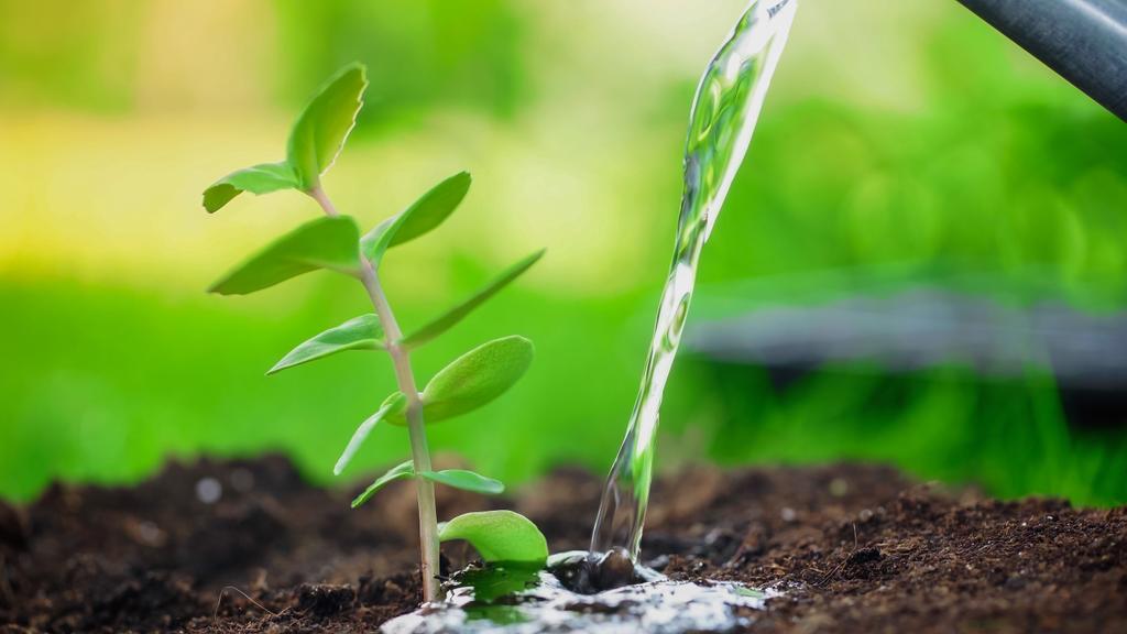 Close up view of water near blurred plant in soil in garden  - Foto, immagini