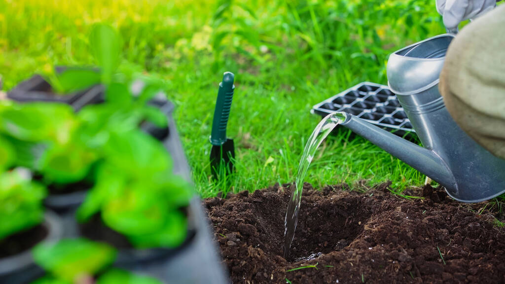 Viljelty näkymä puutarhuri kastelu maaperän lähellä hämärtynyt kasveja puutarhassa  - Valokuva, kuva