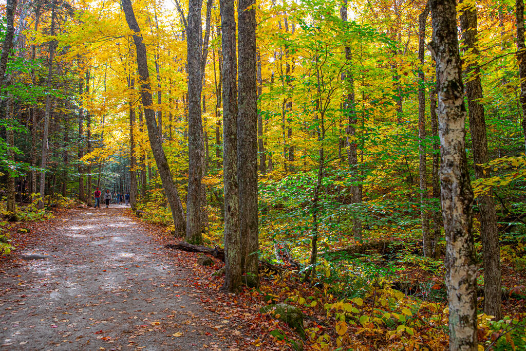 Egy gyönyörű lövés egy erdőn át vezető útról, amit magas, színes fák és levelek vesznek körül a földön. - Fotó, kép