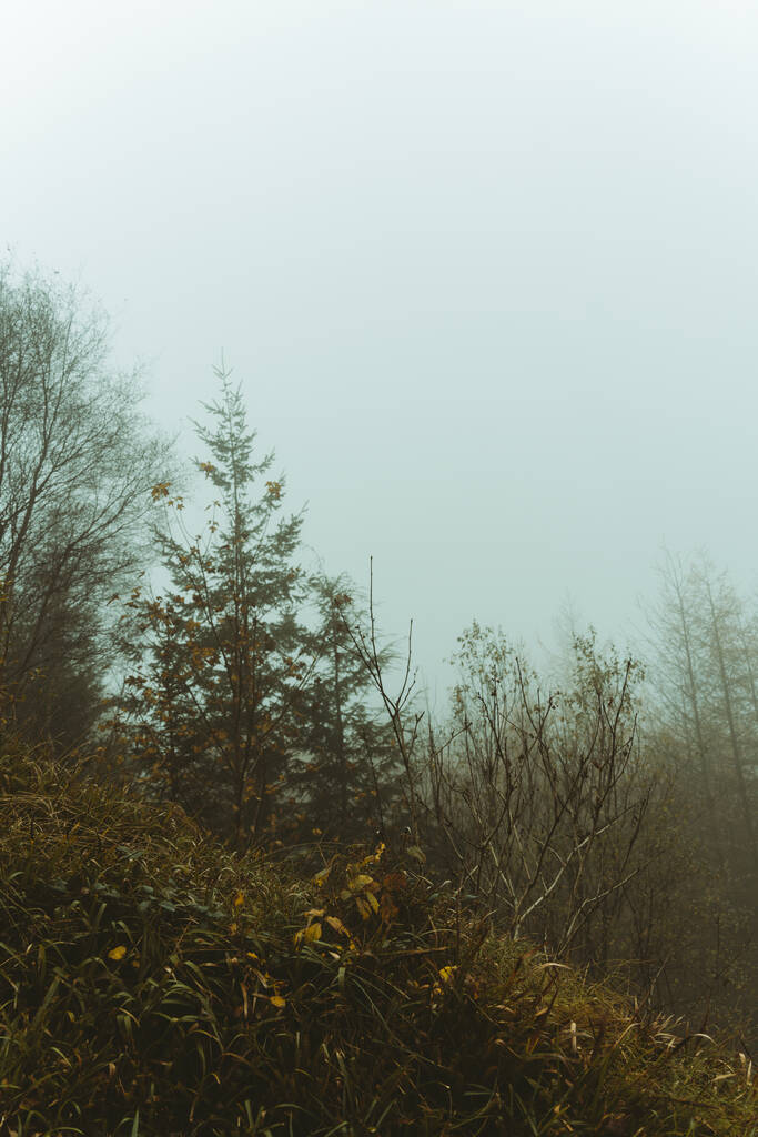 Дерева в осінньому лісі з туманним небом на задньому плані в Ростроворі, Північна Ірландія. - Фото, зображення