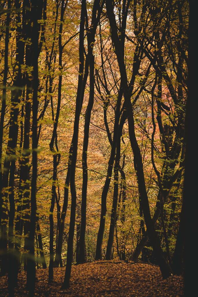背の高い木の幹は森の中にカラフルな紅葉 - 写真・画像