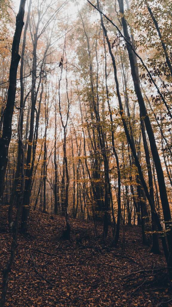 Un plano vertical de un bosque con árboles finos y altos en un día de otoño - Foto, Imagen