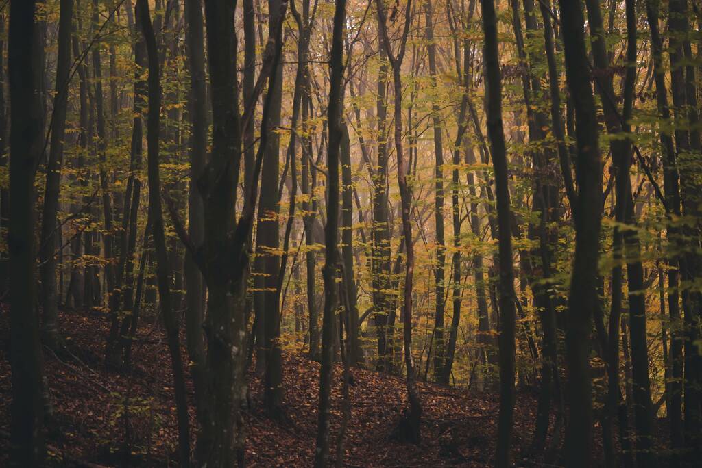 Высокое дерево с цветными осенними листьями в туманном лесу - Фото, изображение