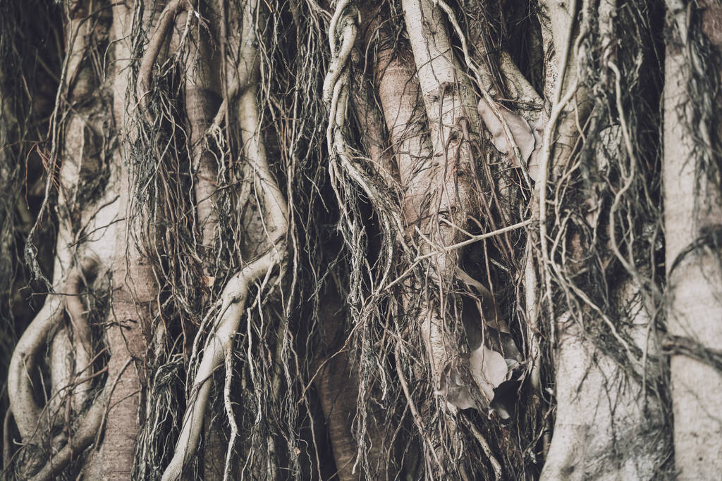 Корни банянского дерева в лесах Тайланда. - Фото, изображение
