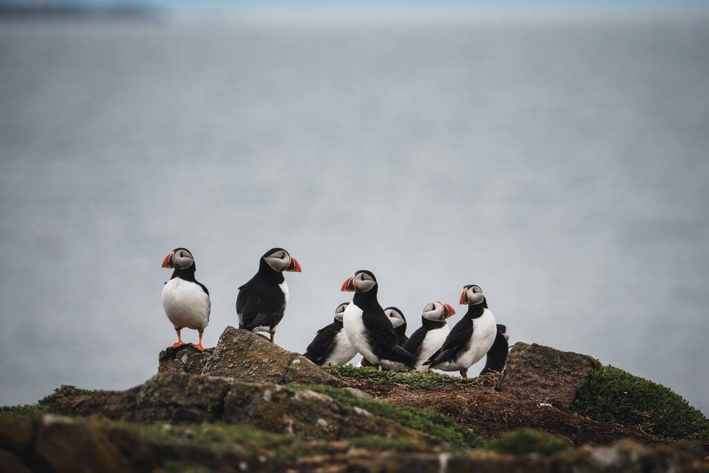 背後に海のある海岸の崖の上に立つ大西洋のふぐの鳥の群れ - 写真・画像
