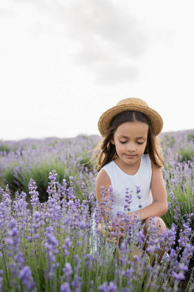 child in straw hat and white dress sitting in field with flowering lavender - 写真・画像