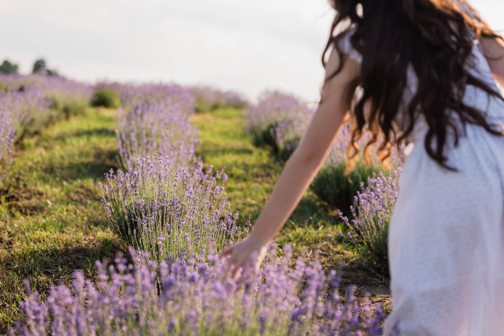 partial view of blurred brunette woman with long hair in field of flowering lavender - Fotoğraf, Görsel