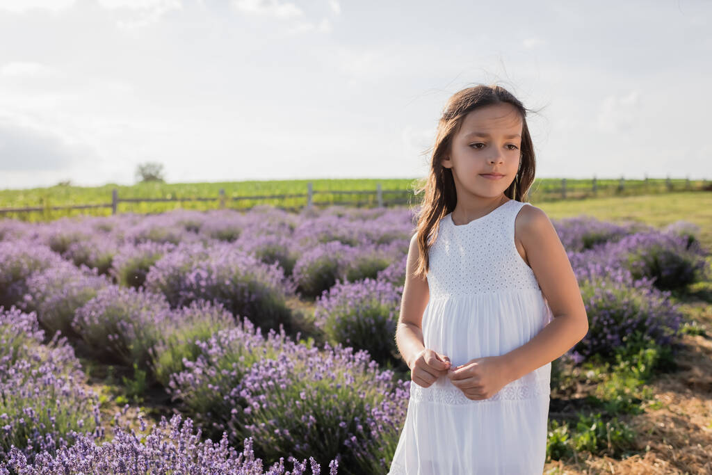 brunette girl with long hair and in white dress standing in blossoming lavender field - Foto, immagini