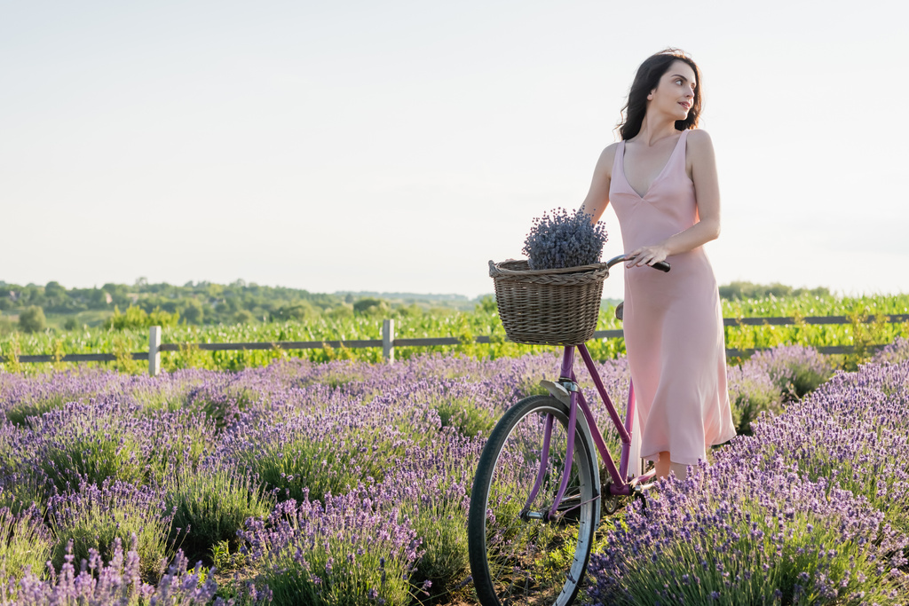 brunette woman with bike and lavender flowers in wicker basket looking away in blossoming field - Zdjęcie, obraz